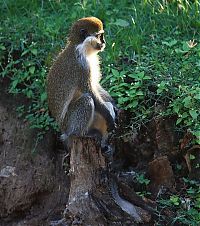 Fauna & Flora: meditating monkeys