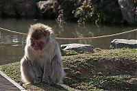 Fauna & Flora: meditating monkeys