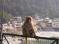 Fauna & Flora: meditating monkeys