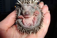 TopRq.com search results: baby hedgehogs