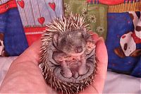 Fauna & Flora: baby hedgehogs