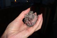 TopRq.com search results: baby hedgehogs