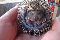 Fauna & Flora: baby hedgehogs