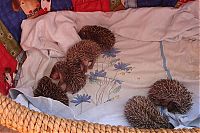 TopRq.com search results: baby hedgehogs