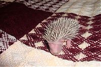 Fauna & Flora: baby hedgehogs