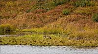 Fauna & Flora: wild lynx hunting for duck