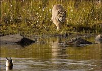 TopRq.com search results: wild lynx hunting for duck