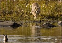 Fauna & Flora: wild lynx hunting for duck