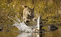 Fauna & Flora: wild lynx hunting for duck