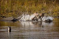 Fauna & Flora: wild lynx hunting for duck