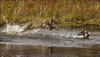 Fauna & Flora: wild lynx hunting for duck