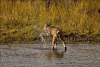 TopRq.com search results: wild lynx hunting for duck