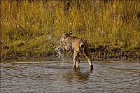 Fauna & Flora: wild lynx hunting for duck