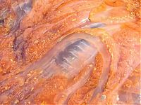 TopRq.com search results: Giant jellyfish, Kayak Point, Washington, United States