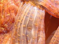 Fauna & Flora: Giant jellyfish, Kayak Point, Washington, United States