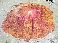 TopRq.com search results: Giant jellyfish, Kayak Point, Washington, United States