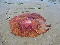 TopRq.com search results: Giant jellyfish, Kayak Point, Washington, United States