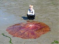 TopRq.com search results: Giant jellyfish, Kayak Point, Washington, United States