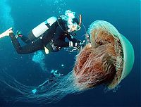 Fauna & Flora: Giant jellyfish, Kayak Point, Washington, United States