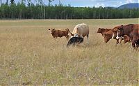 Fauna & Flora: cow herd battles a bear