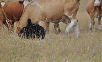 Fauna & Flora: cow herd battles a bear