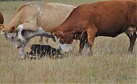 Fauna & Flora: cow herd battles a bear