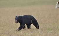 Fauna & Flora: cow herd battles a bear