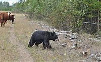 Fauna & Flora: cow herd battles a bear