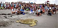 Fauna & Flora: Saving a turtle, Juno Beach, Jupiter, Florida