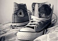 cute rat