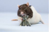 Fauna & Flora: cute rat