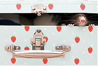 Fauna & Flora: cute rat