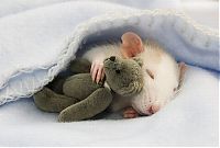 cute rat