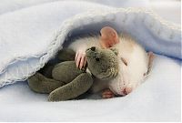 Fauna & Flora: cute rat