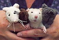 cute rat