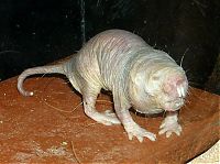 Fauna & Flora: naked mole rat