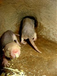 Fauna & Flora: naked mole rat