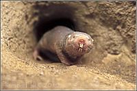 Fauna & Flora: naked mole rat