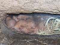 Fauna & Flora: naked mole rat