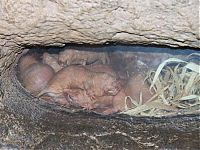 TopRq.com search results: naked mole rat