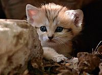 Fauna & Flora: sand cat kitten