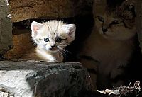 Fauna & Flora: sand cat kitten
