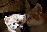 Fauna & Flora: sand cat kitten