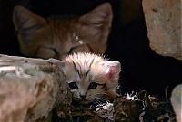 Fauna & Flora: sand cat kitten