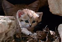 Fauna & Flora: sand cat kitten