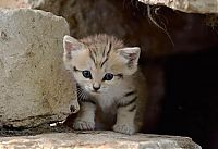 Fauna & Flora: sand cat kitten