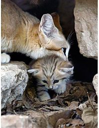 Fauna & Flora: sand cat kitten
