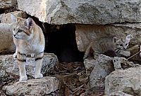Fauna & Flora: sand cat kitten
