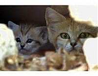 Fauna & Flora: sand cat kitten