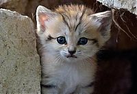 Fauna & Flora: sand cat kitten